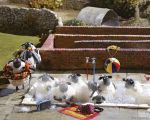 Shaun the Sheep Movie – Σον Το Πρόβατο: Η Ταινία