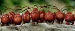 Minuscule: La vallée des fourmis perdues - Τοσοδούλικα: Η κοιλάδα των χαμένων μυρμηγκιών