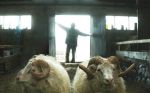 Hrútar (Rams) – Δεσμοί Αίματος