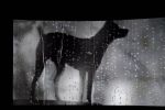 Heart of a Dog – Η Καρδιά του Σκύλου