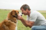 A Dog’s Purpose – Ο Καλύτερος Φίλος μου