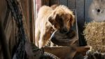 A Dog’s Purpose – Ο Καλύτερος Φίλος μου