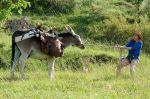 Antoinette dans les Cévennes – Ο Γάιδαρος, ο Εραστής μου κι Εγώ